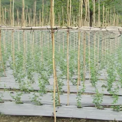Lưới làm giàn leo dưa chuột, mướp, dưa leo khổ 2m x 100m
