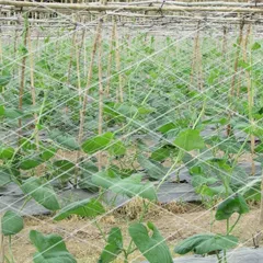 Lưới làm giàn leo dưa chuột, mướp, dưa leo khổ 2m x 100m