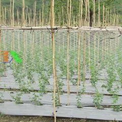 Lưới giàn dưa leo dưa chuột 2 x 100m, Lưới làm giàn mướp đắng, khổ qua /  Lưới làm giàn đỗ, đậu