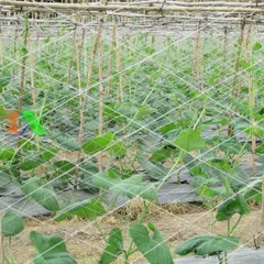 Lưới giàn dưa leo dưa chuột 2 x 100m, Lưới làm giàn mướp đắng, khổ qua /  Lưới làm giàn đỗ, đậu