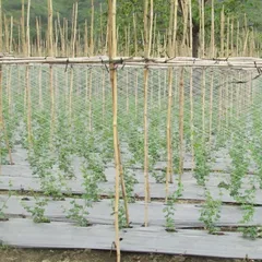 Lưới làm giàn leo Dưa chuột, mướp , khổ qua, cà chua, đậu, đỗ....kt 2mx100m
