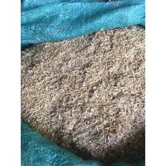 3 kg trấu khô, trấu sống, trấu sạch