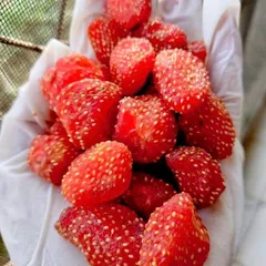 MIX 4 LOẠI VIỆT QUẤT, NHO KHÔ MIX, DÂU TÂY, TÁO XANH - XIMAFARM