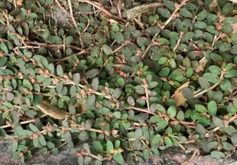 Cỏ sữa Lá Nhỏ, vú sữa đất thân tím Tươi 1kg - thanh nhiệt, thông huyết, tiêu viêm, tiêu độc