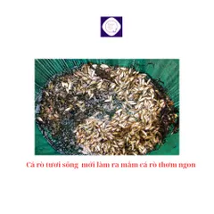 Mắm cá rò đỏ Cô Vi đặc biệt loại một, hũ 500g, mắm cá rò Huế