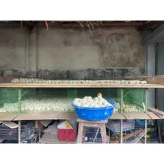 Bột Làm Trứng Bắc Thảo , Gói 1kg làm được 230-250 trứng vịt
