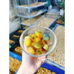 BỘT LÀM TRỨNG BẮC THẢO PHA SẴN 2kg