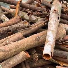 500g Ống Quế Kèn Khô 15-25cm Văn Yên Chính Gốc Nhiều Tinh Dầu - Nấu Phở, Pha Trà, Xông Nhà, Trang Trí