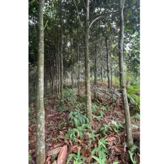 Sỉ 10kg Quế Ống Khô Văn Yên Thơm Cay Nhiều Dầu - Nấu Phở, Thắng Cố, Sốt Vang, Xông Nhà, Làm Tinh Dầu
