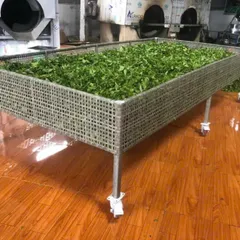 (Combo 10 gói Chè Móc Câu) Trà Móc Câu Sạch Công Minh, Hút chân không mỗi gói 100gr.