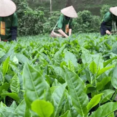 Trà Nõn Tôm Thượng Hạng Cao Cấp Nhất Phù Hợp Biếu Tặng Hương Thơm Dịu Nhẹ Thanh Khiết