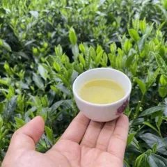 Trà NÕN TÔM Đặc Sản Thái Nguyên - Nước Xanh Đậm Vị Trà Ngọt Hậu