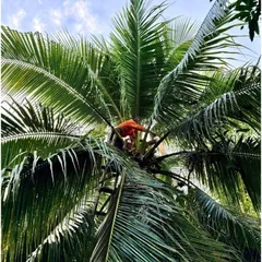 Giấm mật hoa dừa hữu cơ Sokfarm 1 lít.