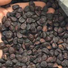 Hạt Dổi Rừng Khô – Gia Vị Đặc Sản Tây Bắc, Làm Muối Chấm Chẩm Chéo, Ướp Thịt Nướng
