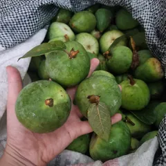 Quả Trâu Cổ Tươi 1kg