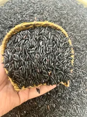 5 Kg Gạo Lứt Đen Mới Mềm Dẻo Thơm