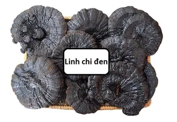 Nấm Linh Chi Đen Xích Chi Bào Tử 1kg - Sản Phẩm Quý Hiếm Từ Hàn Quốc Hỗ Trợ Sức Khỏe & Miễn Dịch Tốt Nhất
