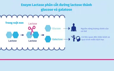 Enzym Lactase Easycol Baby 15ml - Hỗ Trợ Cải Thiện Tiêu Hóa Cho Trẻ Sơ Sinh & Trẻ Nhỏ, Giúp Hấp Thụ Đường Lactose Tốt Hơn