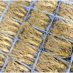 Nhân Sâm Tươi Hàn Quốc 6 Năm Tuổi Geumsan - Sâm Tốt Cho Sức Khỏe, Củ Đẹp, Chất Lượng Cao, Hỗ Trợ Giảm Căng Thẳng, Tăng Cường Đề Kháng