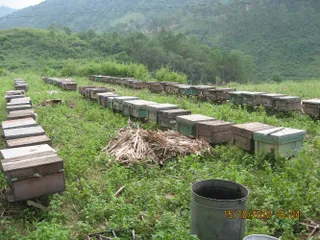 Mật Ong Rừng Vanbina Nguyên Chất Tây Nguyên 545gr - Mật Ong Tự Nhiên Chống Vi Khuẩn, Hỗ Trợ Làm Đẹp, Xuất Khẩu Việt Nam
