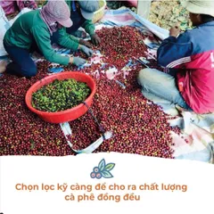 Cà Phê Hữu Cơ Rang Mộc Balance Culi Cầu Đất Vanbina - Hương Vị Nguyên Chất Robusta & Arabica - Thức Uống Cao Cấp Việt Nam