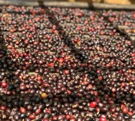 Cà Phê Nguyên Chất Robusta Culi Hữu Cơ Rang Mộc Vanbina - Hương Vị Đậm Đà Từ Lâm Đồng, 100% Tự Nhiên, Không Chất Bảo Quản