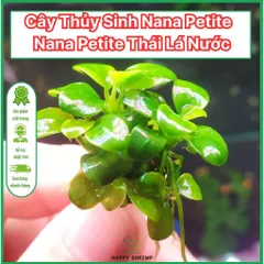 Cây Thủy Sinh Nana Petite - Ráy Thái Chuẩn Lá Nước, Tiền Cảnh Đẹp Dễ Chăm Sóc, Phát Triển Chậm Cho Bể Cá Cảnh