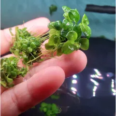 Cây Thủy Sinh Nana Petite - Ráy Thái Chuẩn Lá Nước, Tiền Cảnh Đẹp Dễ Chăm Sóc, Phát Triển Chậm Cho Bể Cá Cảnh