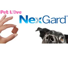 Viên Nex-Gar.d Chăm Sóc Thú Cưng - Loại Bỏ Ve, Ghẻ, Bọ Chét Cho Chó 10-50kg - Hiệu Quả Nhanh Chóng, An Toàn, Tiện Lợi