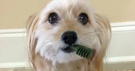 Bánh Thưởng Cho Cún Greenies Teenie Dental 2-7kg - Combo 5c Chăm Sóc Răng Miệng Dinh Dưỡng Cho Chó Yêu