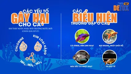 Dung dịch khử độc KOIKA DETOX (Phiên bản tết 2026) cho cá tép cảnh - Giúp bảo vệ cá nhanh chóng, giảm stress và khử chlorine hiệu quả