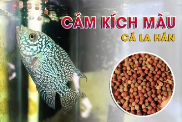 Cám La Hán D&N 100gr - Thức ăn cá La Hán chất lượng, kích màu và phát triển đầu cho cá nhỏ và lớn