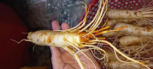 Ảnh đánh giá Sâm Tươi Hàn Quốc 6 Năm Tuổi 8 Củ 1kg Loại 1 - Tăng Cường Sức Khỏe & Cải Thiện Tinh Thần - Thực Phẩm Chức Năng Chất Lượng Cao