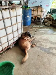Ảnh đánh giá [Nhập khẩu] Tinh Chất Hàu Tươi Nhật Bản Orihiro 120 Viên - Hỗ Trợ Tăng Cường Sinh Lý Nam Giới, Cải Thiện Chất Lượng Tinh Trùng