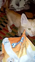Ảnh đánh giá Sữa Bột Dành Cho Chó Mèo Bio Milk - Dinh Dưỡng Cân Đối Giống Như Sữa Mẹ, Hỗ Trợ Phát Triển Khỏe Mạnh Cho Thú Cưng 100g