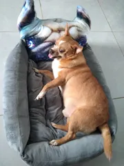 Ảnh đánh giá Nệm 3D Dễ Thương Cho Thú Cưng Dưới 8kg - Giúp Giữ Ấm, Ngủ Ngon, Thiết Kế Nhung Mềm Mại, Dễ Vệ Sinh, Kích Thước 45x55x15cm