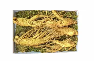 Ảnh đánh giá Sâm Tươi Hàn Quốc 6 Năm Tuổi - 5 Củ 1kg Loại 1 Chất Lượng Cao, Hỗ Trợ Sức Khỏe, Giàu Vitamin & Khoáng Chất