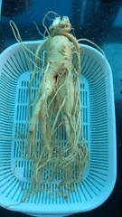 Ảnh đánh giá Sâm Tươi Hàn Quốc 6 Năm Tuổi - 5 Củ 1kg Loại 1 Chất Lượng Cao, Hỗ Trợ Sức Khỏe, Giàu Vitamin & Khoáng Chất