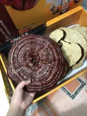 Ảnh đánh giá Nấm Linh Chi Vàng Hàn Quốc New Royal Nguyên Tai 1kg - Giàu Dưỡng Chất, Tăng Cường Sức Khỏe, Chất Lượng Cao Cấp