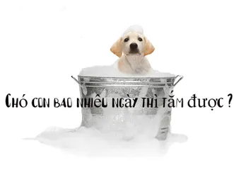 [Giải Đáp] Chó con bao nhiêu ngày thì tắm được ?