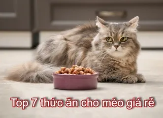 Top 7 Sản phẩm thức ăn cho mèo giá rẻ nhất