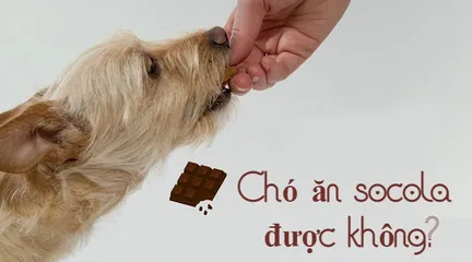 Chó ăn socola được không? Phải làm gì khi chó lỡ ăn socola