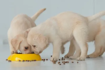 Top 10 thức ăn cho chó con đủ dinh dưỡng được yêu thích nhất 2024