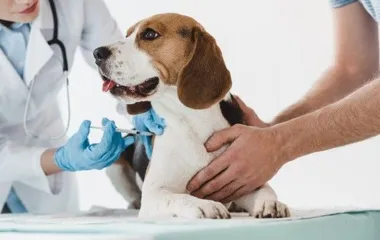 Tìm hiểu vacxin 7 bệnh cho chó và cách phòng bệnh trong mùa mưa