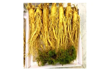Sâm tươi Hàn Quốc 6 năm tuổi - 7 củ loại 1, 1kg - Thực phẩm chức năng tăng cường sức khỏe, hỗ trợ miễn dịch tự nhiên.