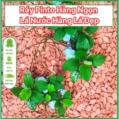 Ráy Pinto Anubias Nana - Cây Thủy Sinh Tiền Cảnh Đẹp, Dễ Chăm Sóc, Phát Triển Ổn Định Trong Bể Cá Thủy Sinh