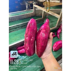Khoai Lang Nhật Xuất Khẩu Size L - Ngọt Dẻo Tự Nhiên, Chất Lượng Chuẩn Quốc Tế, Đóng Gói 3kg, Lợi Ích Sức Khỏe Cao