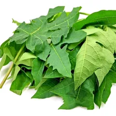 Lá Đu Đủ Tươi 1kg - Hỗ Trợ Tiêu Hóa, Tăng Tiểu Cầu, Làm Đẹp Da, Tăng Cường Sức Khỏe Tóc, Hỗ Trợ Miễn Dịch