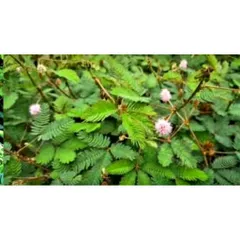 Cây Mắc Cỡ (Cây Xấu Hổ) Tươi 1kg - Thảo Dược Hỗ Trợ An Thần, Giảm Đau và Điều Trị Bệnh Xương Khớp, Tiêu Hóa
