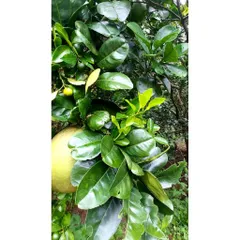 Lá Bưởi Tươi 1kg - Dược Liệu Chữa Bệnh và Làm Đẹp Từ Thiên Nhiên - Hỗ Trợ Sức Khỏe, Giao Hàng Nhanh